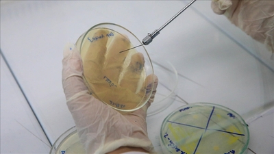 Erkek arı larvası bakteriler üzerinde antibiyotik etkisi gösteriyor