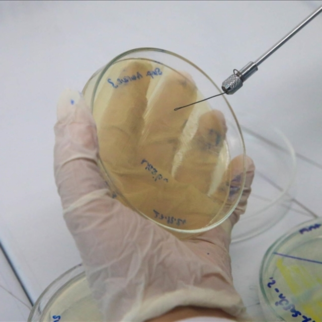 Erkek arı larvası bakteriler üzerinde antibiyotik etkisi gösteriyor