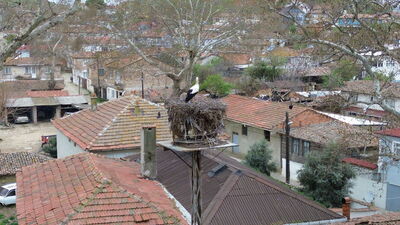Mahallelinin yolunu gözlediği Leyla ile Mecnun yuvaya döndü