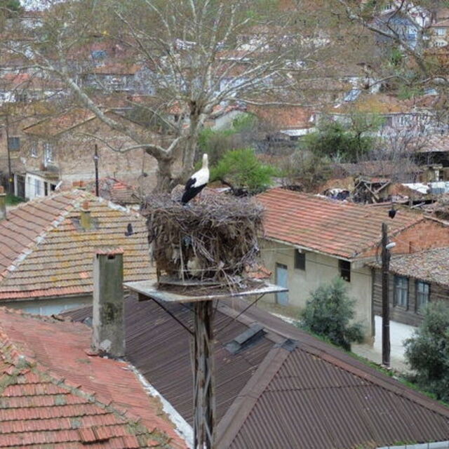 Mahallelinin yolunu gözlediği Leyla ile Mecnun yuvaya döndü