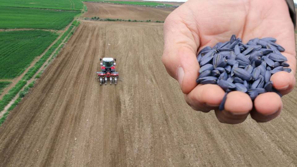 Tekirdağ'da ayçiçeği toprakla buluşuyor