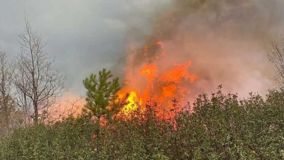 Kütahya'da orman yangını