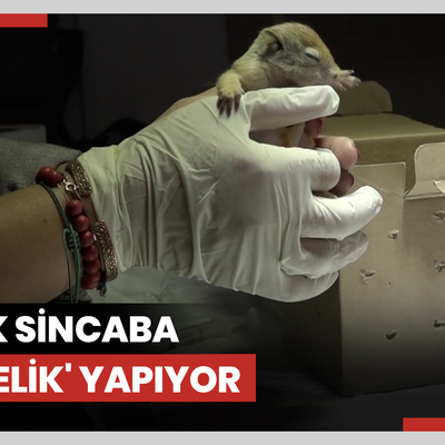 Minik sincaba 'annelik' yapıyor