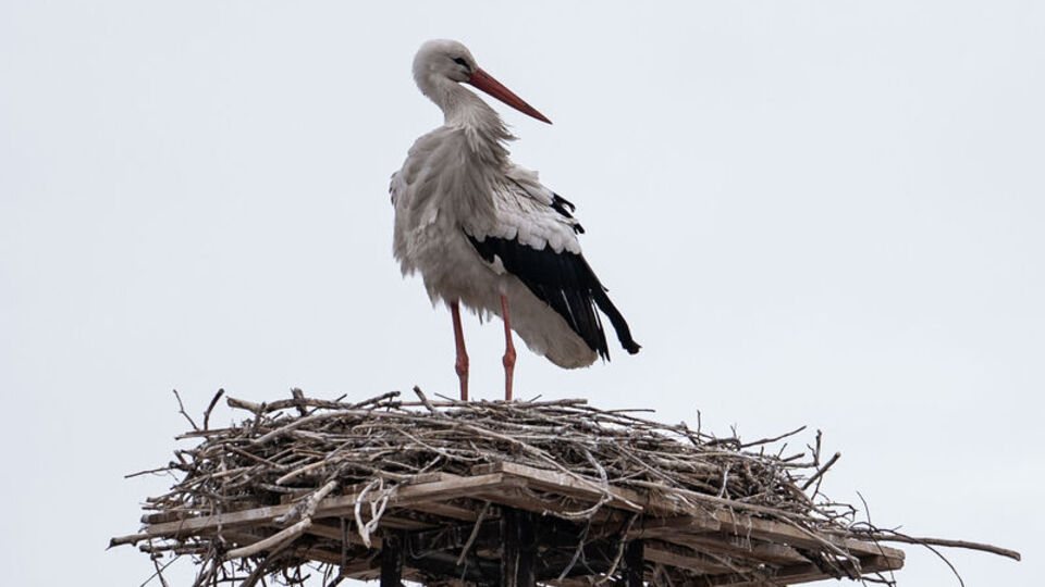 Hasretle bekledikleri leylekler yıllar sonra geldi