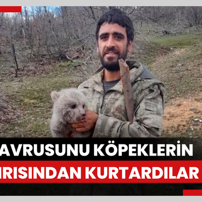 Bingöl'de iki kardeş köpeklerin saldırısından kurtardıkları ayı yavrusunu doğaya saldı
