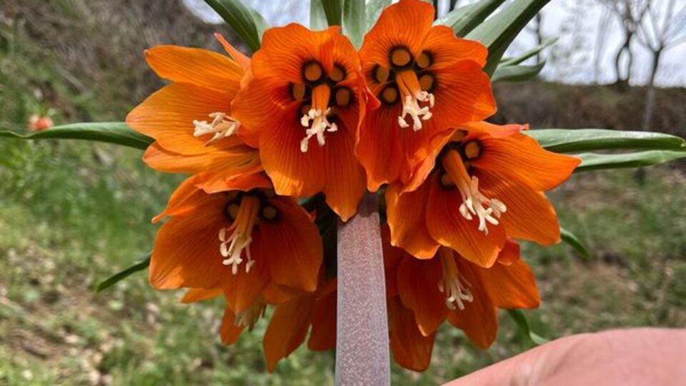 20 günlük ömrü var, cezası 244 bin lira!