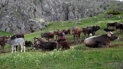 60 bin TL maaşla çoban bulamayınca...