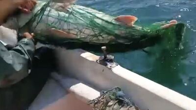 Keban'da 72 kiloluk turna yakalandı