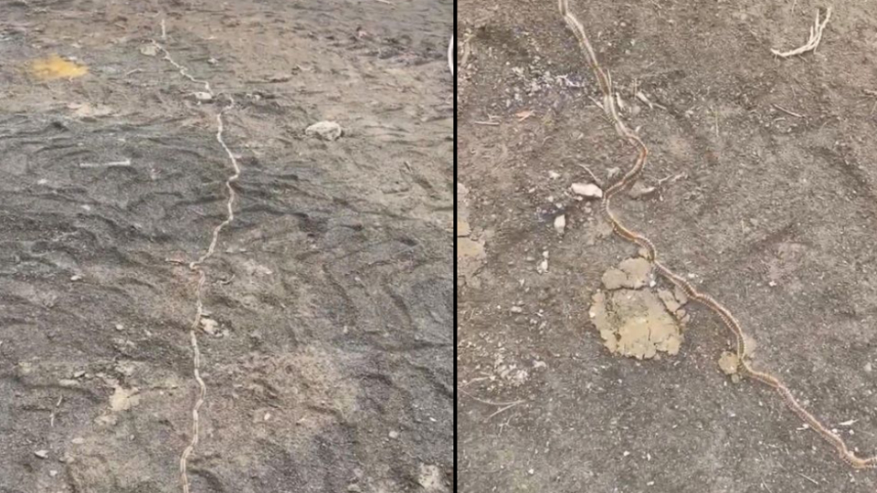 Tekirdağ'da görüntülendi: "Dokunmayın" uyarısı!