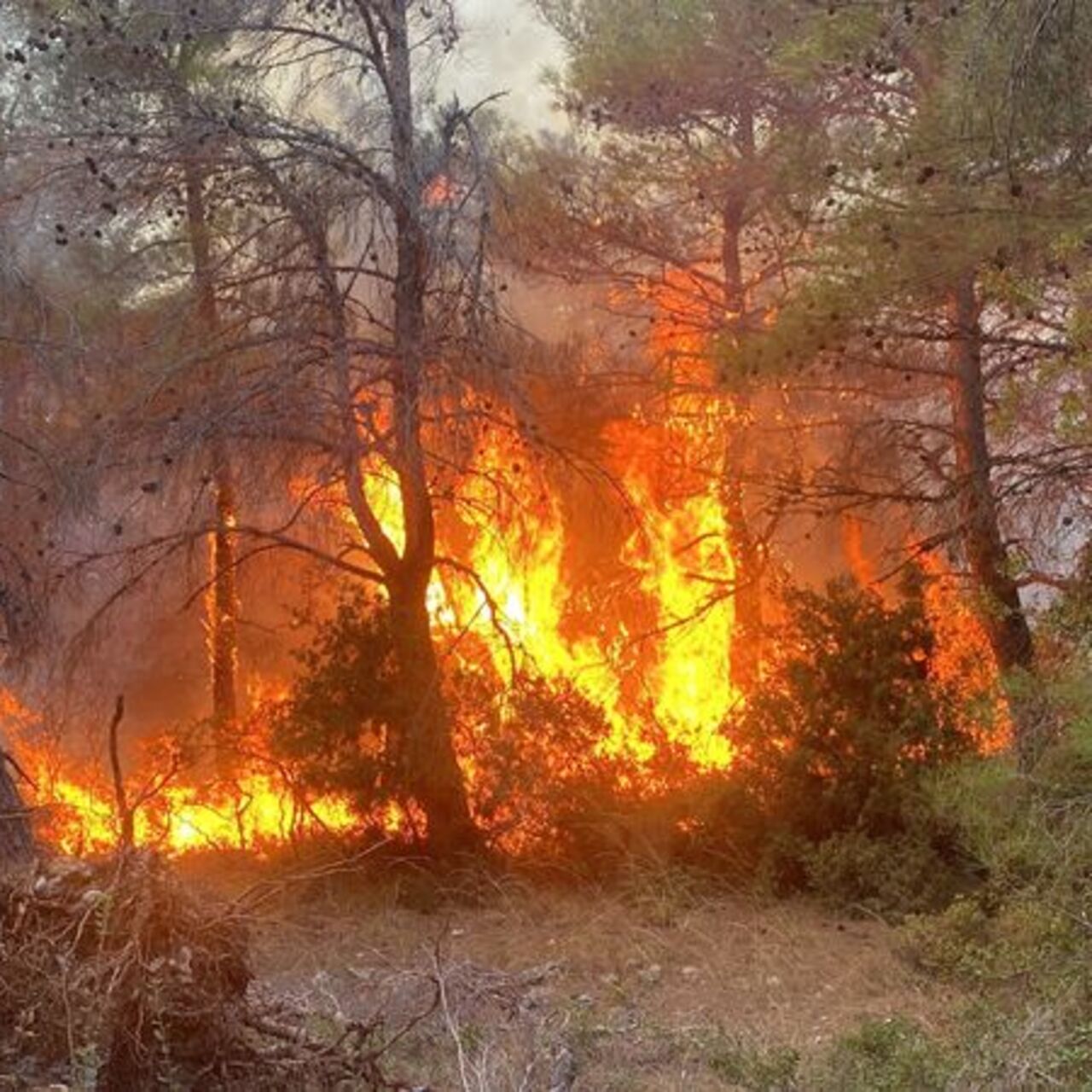 Çanakkale'deki yangında 2 kardeşe para cezası