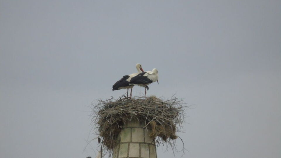'Hitit leyleği' bu yıl da geleneği bozmadı