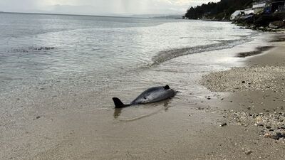 Sinop'ta ölü yunus bulundu