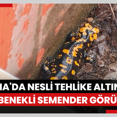 Adana'da nesli tehlike altındaki sarı benekli semender görüldü