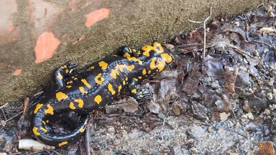 Bir görüldü bir yok oldu