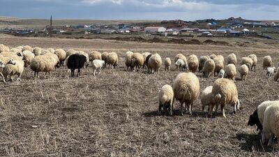 Hayvan otlatma kavgası: 10 yaralı