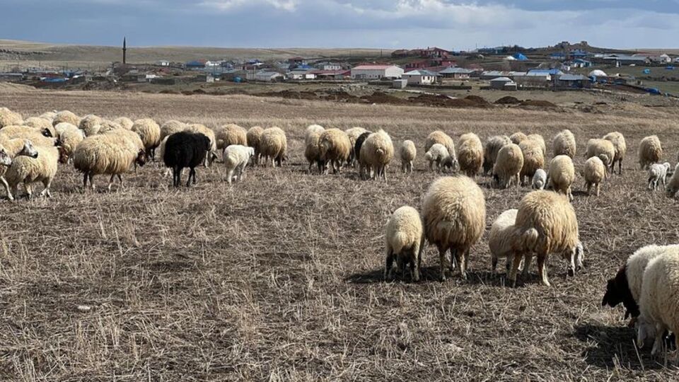 Hayvan otlatma kavgası: 10 yaralı