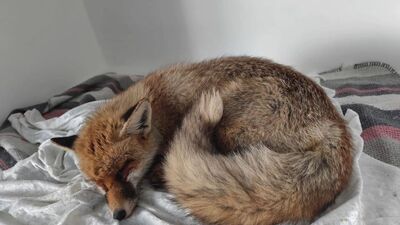 1183 yaban hayvanı doğaya bırakıldı