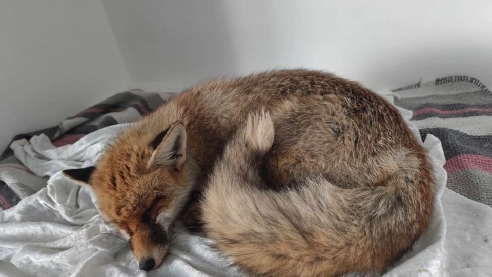 1183 yaban hayvanı doğaya bırakıldı