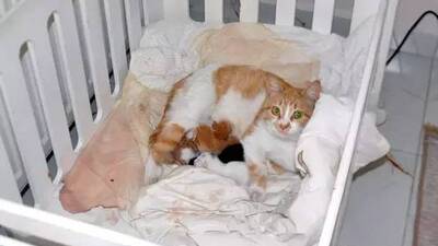 Pencereden eve girdi! Beşikte ilginç manzara