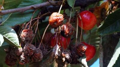 Meyve ağaçlarında "monilya" uyarısı