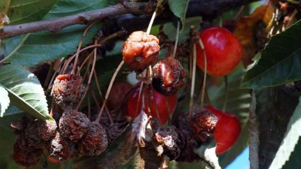 Meyve ağaçlarında "monilya" uyarısı