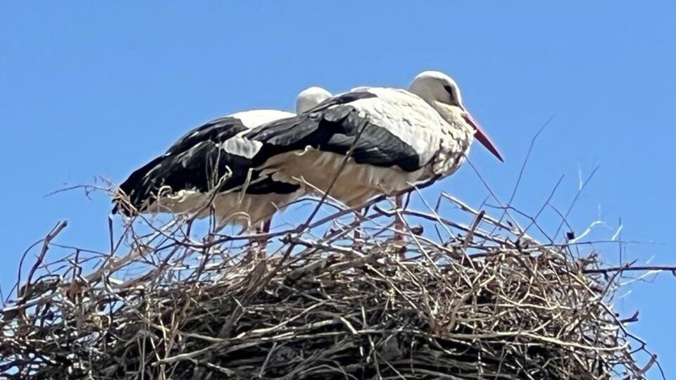 70 yıldır aynı yuvayı kullanıyorlar