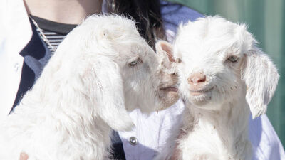 Keçiören'in maskotu oldular