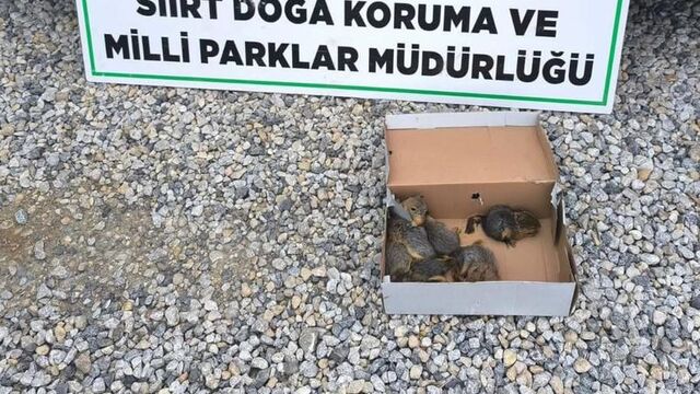 Siirt'te sincap avına 101 bin lira ceza