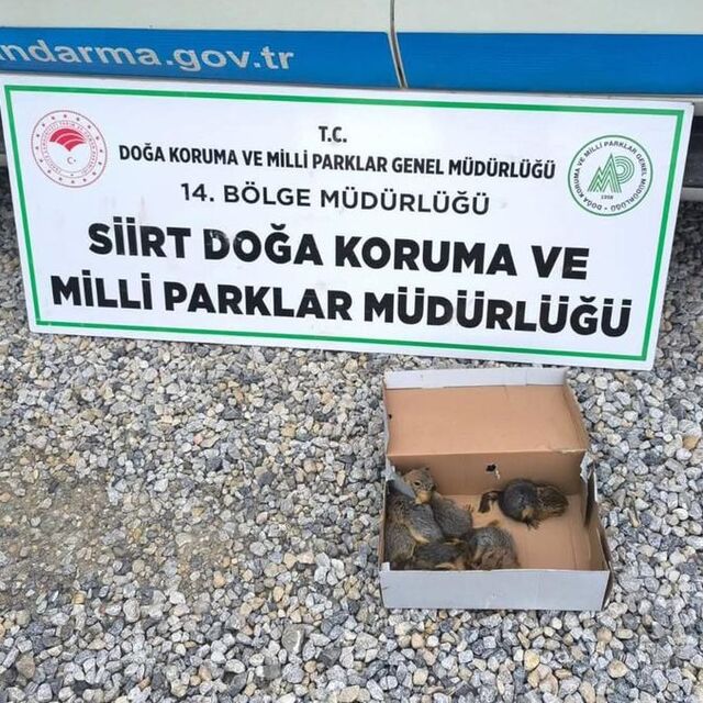 Siirt'te sincap avına 101 bin lira ceza
