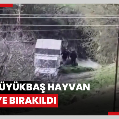 Ölü büyükbaş hayvan dereye bırakıldı