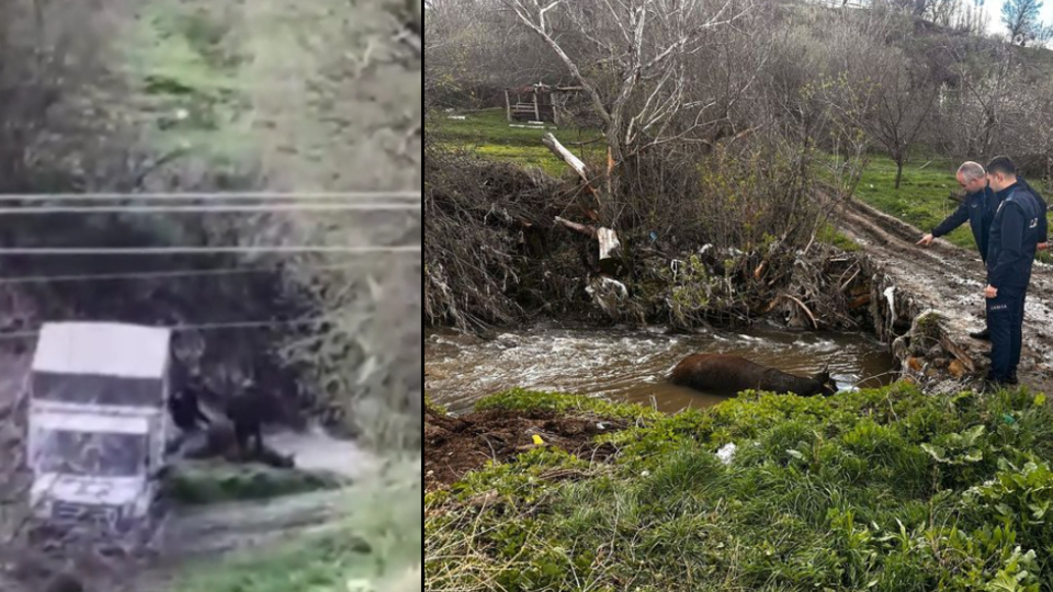 Ölü büyükbaş hayvanı dereye attılar