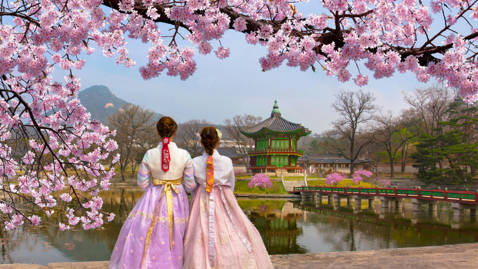 Sakura mevsiminin manevi anlamı nedir?