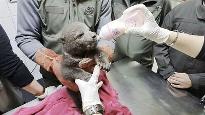 Yorgun boz ayı tedavi edildi