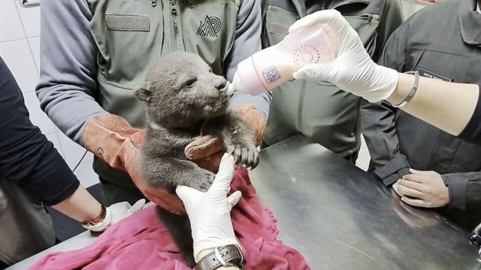 Yorgun boz ayı tedavi edildi