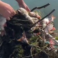 Sapanca Gölü'nde hayalet ağlara takılmış binlerce ölü balık bulundu | Son dakika haberleri thumbnail