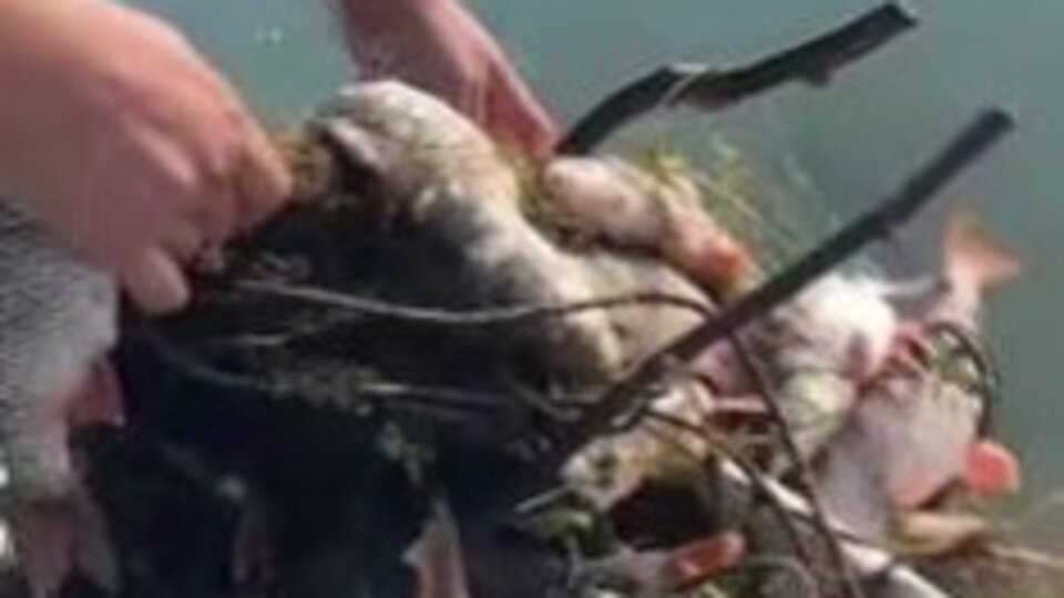 Hayalet ağlara takılmış binlerce ölü balık bulundu