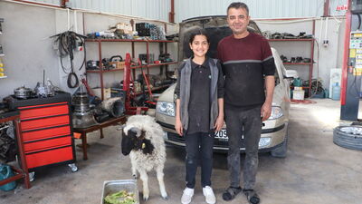 14 yaşındaki Nehir'in mesai arkadaşı kuzu oldu