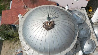 10 yıldır aynı cami kubbesine yuva yapıyorlar