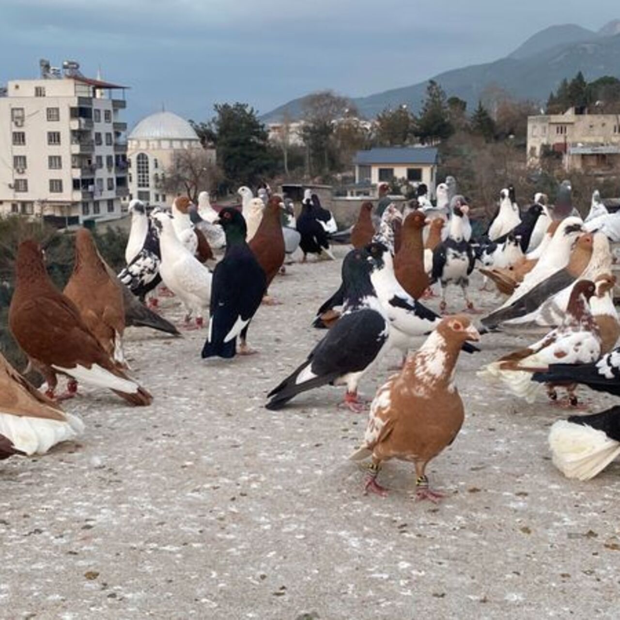 Evinin çatısında 300 güvercine bakıyor