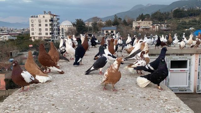 Evinin çatısında 300 güvercine bakıyor