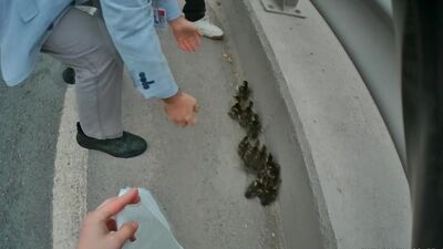 Yavru ördekler trafiği birbirine kattı