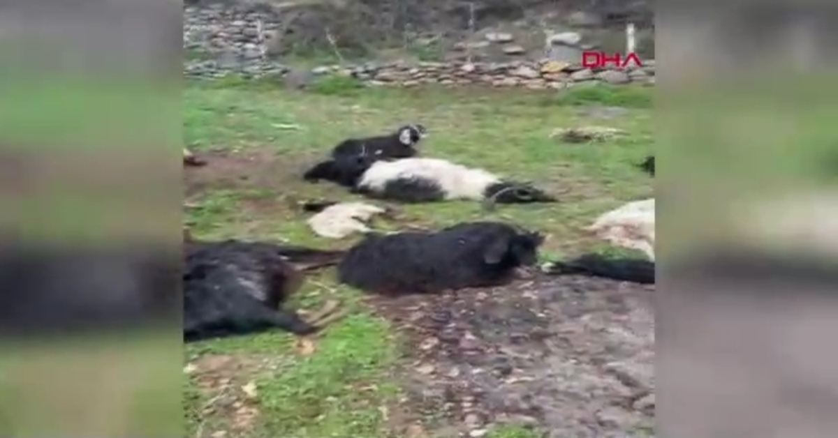 Köpek saldırısı sonucu ölen keçiler