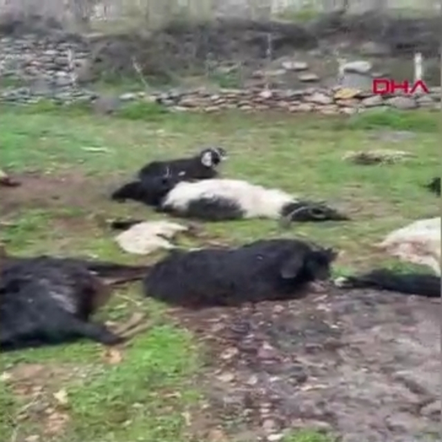Başıboş köpekler saldırdı: 18 keçi öldü