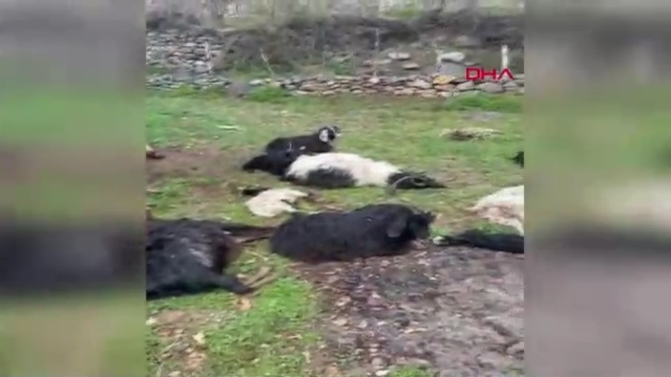 Başıboş köpekler saldırdı: 18 keçi öldü
