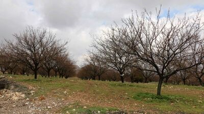 Kayısı bahçelerini dolu vurdu