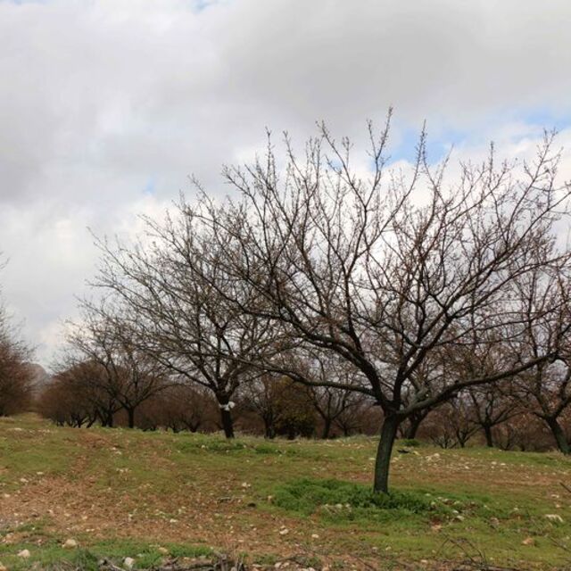 Kayısı bahçelerini dolu vurdu