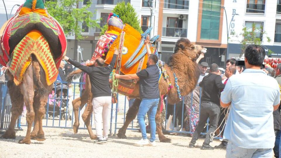 Deve paniği! Ezilme tehlikesi yaşandı