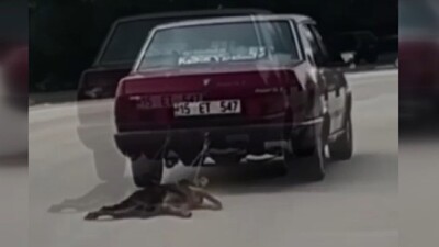 Köpeğe işkenceye tutuklama