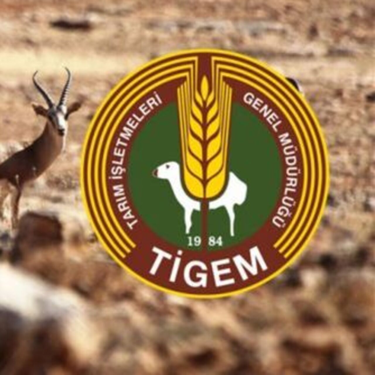 TİGEM 306 geçici işçi alımı yapıyor