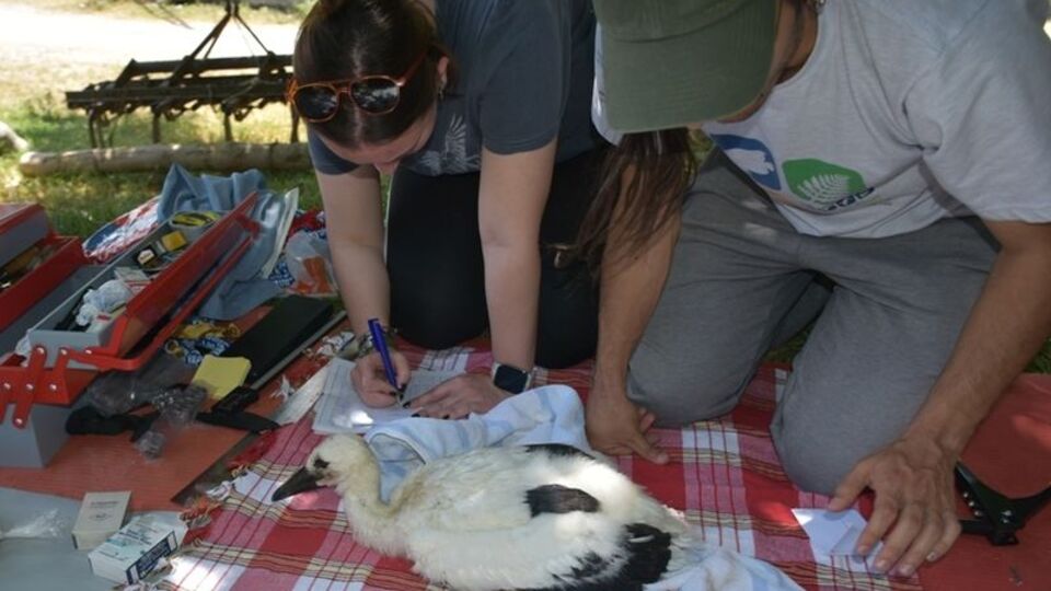 Sinop'ta halkalandı, Güney Afrika'da kaydedildi